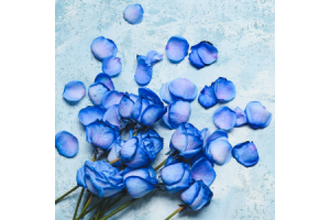 Blue Rose Meaning: Mystery, Love & Uniqueness Revealed
