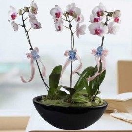 3 Phalaenopsis Orchids Plants In Vase