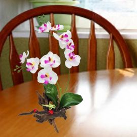 Artificial Phalaenopsis Orchids in Driftwood 35cm Height