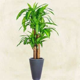 Artificial Dracaena Plants in Black Planter Pot Total Height 150cm