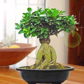 Ginseng Ficus Bonsai 50cm Height in Plastic Bonsai Pot