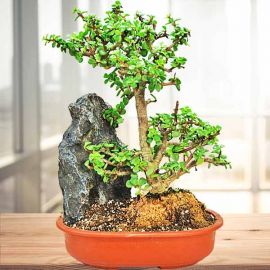 Jade Plant Bonsai - about 40cm Height