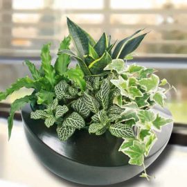 4 Assorted Green Plants In Vase