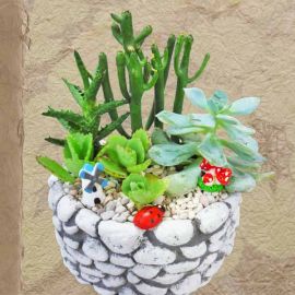 Cactus and Succulents Plants in Stone shape Pot