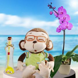 Message-in-a-Bottle, Monkey & Orchid Plant