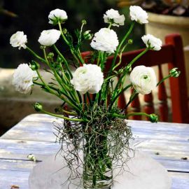 Ranunculus Flowers With Live Air Plant In Glass Vase.
