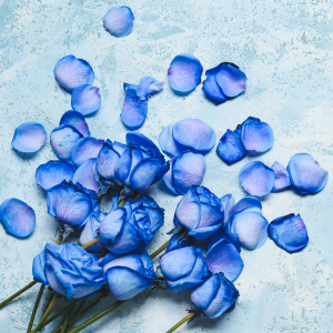 Blue Rose Meaning: Mystery, Love & Uniqueness Revealed